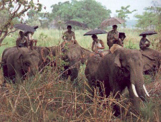 Chitwan Jungle safari by Mohammed Amin & Duncan Willett