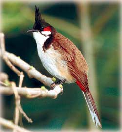 Bird in Koshi  Tappu National Park