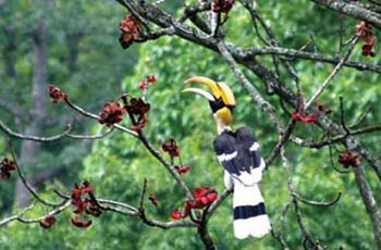 Honbill-birding  in bhutan